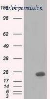 OriGene TA501291S image 1