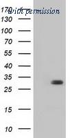 OriGene TA501293S image 1
