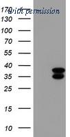 OriGene TA501294S image 1