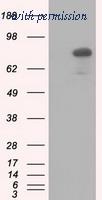 OriGene TA501311S image 1