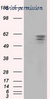 OriGene TA501321AM image 1