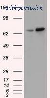 OriGene TA501322S image 1