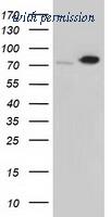 OriGene TA501324S image 1