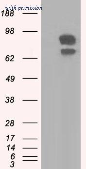 OriGene TA501325S image 1
