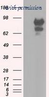 OriGene TA501326S image 1