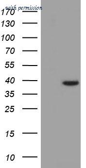OriGene TA501331S image 1