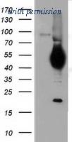 OriGene TA501334S image 1