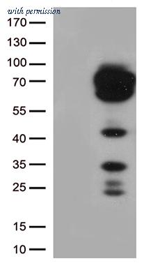 OriGene TA501335S image 1