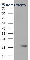 OriGene TA501339S image 1