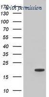 OriGene TA501343S image 1