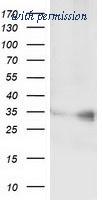OriGene TA501349S image 1
