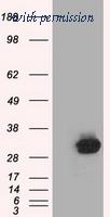 OriGene TA501350S image 1