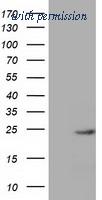 OriGene TA501351S image 1