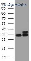 OriGene TA501353S image 1