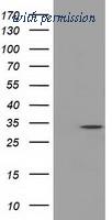 OriGene TA501360S image 1