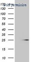 OriGene TA501362S image 1