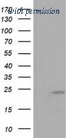 OriGene TA501363S image 1