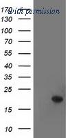 OriGene TA501368S image 1