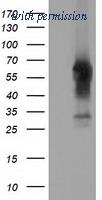 OriGene TA501376BM image 1