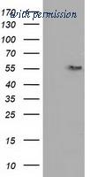OriGene TA501379S image 1
