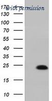 OriGene TA501388S image 1