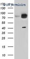 OriGene TA501391S image 1