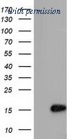 OriGene TA501400S image 1