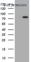 OriGene TA501403S image 1
