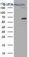 OriGene TA501413S image 1