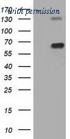OriGene TA501417S image 1