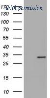 OriGene TA501422S image 1