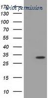 OriGene TA501423S image 1