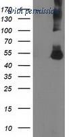 OriGene TA501429S image 1
