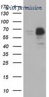 OriGene TA501430S image 1