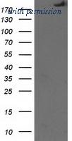 OriGene TA501447S image 1