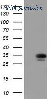 OriGene TA501475S image 1