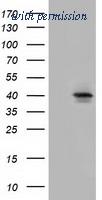 OriGene TA501498S image 1