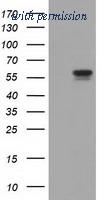 OriGene TA501500S image 1