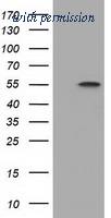 OriGene TA501508S image 1