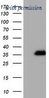 OriGene TA501522S image 1
