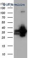 OriGene TA501524S image 1