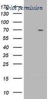 OriGene TA501560S image 1