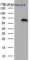 OriGene TA501573S image 1
