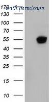 OriGene TA501586S image 1