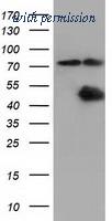 OriGene TA501610S image 1