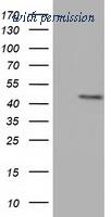 OriGene TA501611S image 1