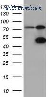 OriGene TA501612S image 1