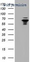 OriGene TA501613S image 1
