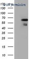 OriGene TA501614S image 1