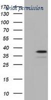 OriGene TA501633S image 1